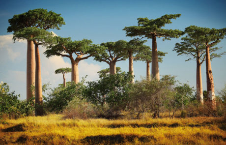 madagascar